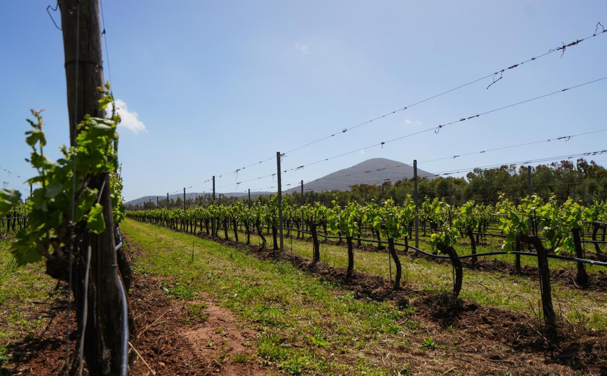 Agriturismo Casale Degli Ulivi Alghero 산타마리아라팔마 외부 사진